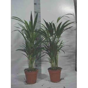 Chrysalidocarpus lutescens 7 l 80-100 cm