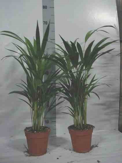 Jardin Tropic - Chrysalidocarpus lutescens 7 l 80-100 cm