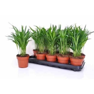 Chrysalidocarpus lutescens 7 l 80-100 cm