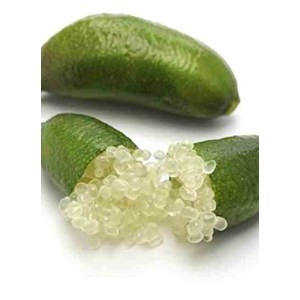 Citron caviar 4 l 40-60 cm