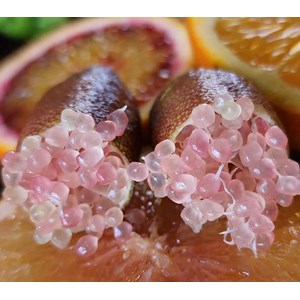 Citron caviar pulpe rose 9 l -140-160 cm