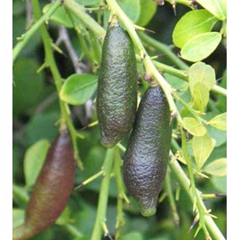 Citron caviar pulpe verte 9 l -140-160 cm