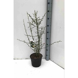 Citron du nord 3 l 50-60 cm