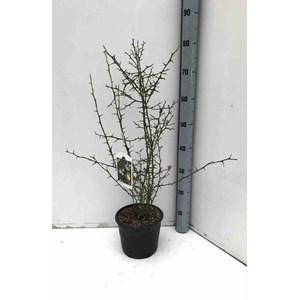 Citron du nord 3 l 50-60 cm
