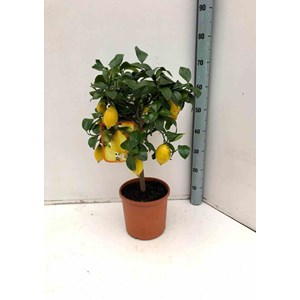 Citronnier 130 l peri tronc 20-25 total 175-200