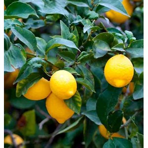 Citronnier 130 l peri tronc 20-25 total 175-200