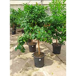 Citronnier 130 l peri tronc 30-40 total 175-200