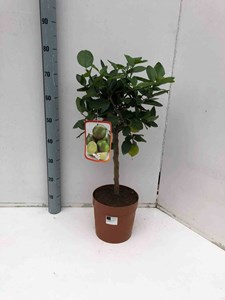 Citrus aurantifoliacitron vert 4 l 30-50 cm