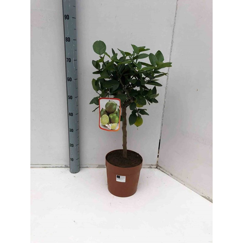 Citrus aurantifoliacitron vert 4 l 30-50 cm