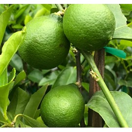 Citrus bearscitron vert 10 l 140-160 cm