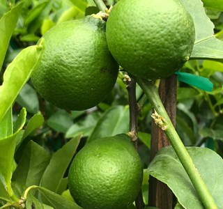 Citrus bearscitron vert 10 l 140-160 cm