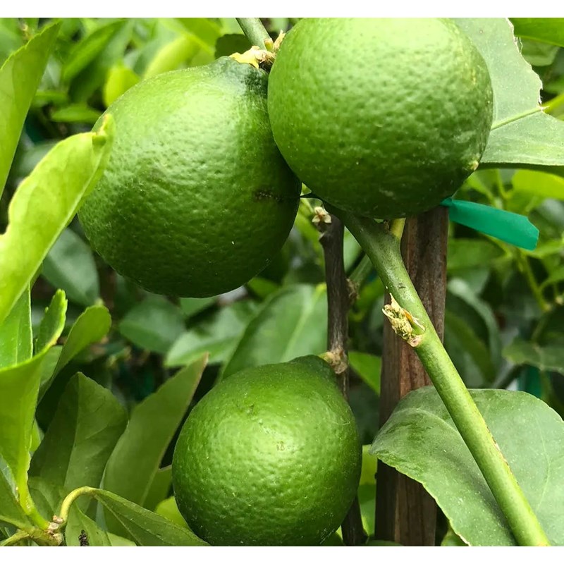 Citrus bearscitron vert 10 l 140-160 cm