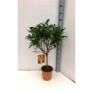 Citrus clémentina 80 l 150-175 cm péri 30-40