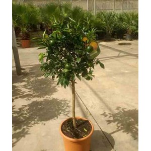 Citrus clémentina 80 l 150-175 cm péri 30-40