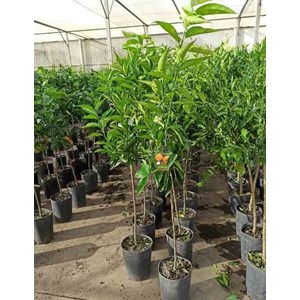 Citrus clémentina 80 l 150-175 cm péri 30-40