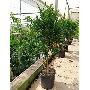 Clémentinier 65 l 150-175 cm péri 20-25