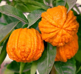Citrus corrugato 4 l 30-40 cm