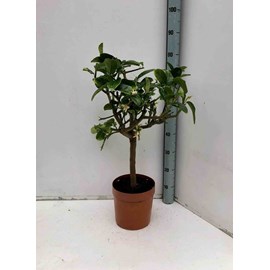 Citrus digitatamain de bouddha 10 l 140-160