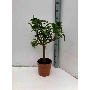 Citrus digitatamain de bouddha 4 l 30-50 cm