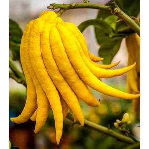 Citrus digitatamain de bouddha 4 l 30-50 cm