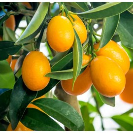 Citrus floridana limequat 9 l -140-160 cm