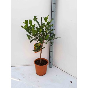 Citrus hystrix combava 1 l 0-40 cm
