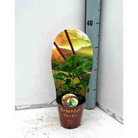 Citrus hystrix combava 4 l 30-50 cm