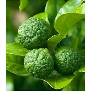 Citrus hystrix combava 4 l 30-50 cm