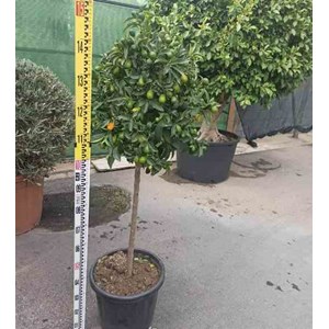 Kumquatier 4 l 30-50 cm