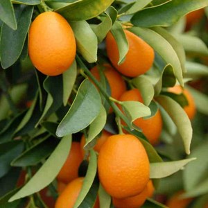 Kumquatier 7 l 100-120 cm