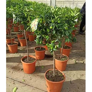 Kumquatier 7 l 100-120 cm