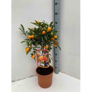 Kumquatier 65 l 125-150 cm -18-20 péri