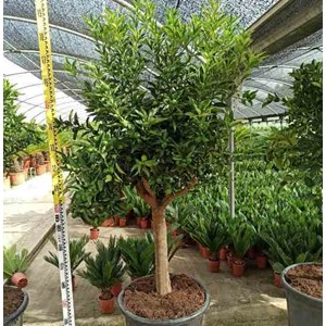Kumquatier 65 l 125-150 cm -18-20 péri