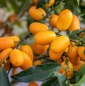 Kumquatier grande 9 l -140-160 cm