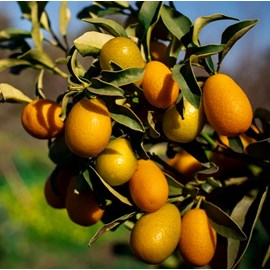 Kumquatier pequeno 9 l 140-160 cm