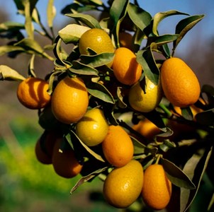 Kumquatier pequeno 9 l 140-160 cm