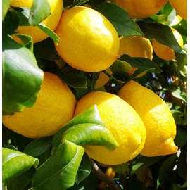 Citronnier var eureka 10 l 140-160 cm