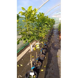 Citronnier var eureka 10 l 140-160 cm