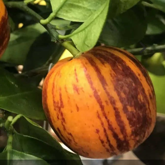 Jardin Tropic - Citrus x sinensis 'arcobal' 4 l 30-50 cm