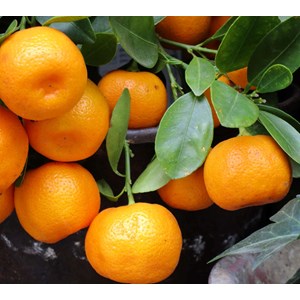 Clémentinier clemenules 9 l -100-150 cm