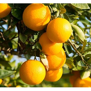 Clémentinier nova 9 l -100-150 cm