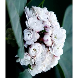 Clerodendrum fragrans 2 l 40-60 cm