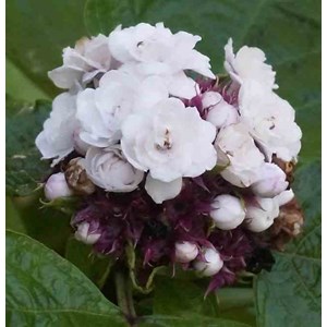 Clerodendrum fragrans 2 l 40-60 cm