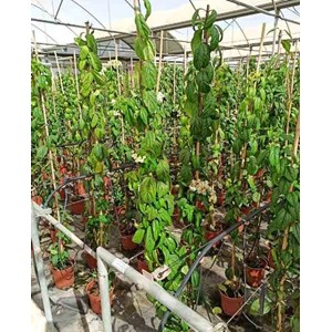 Clerodendrum thomsoniae 5 l 160-180 cm