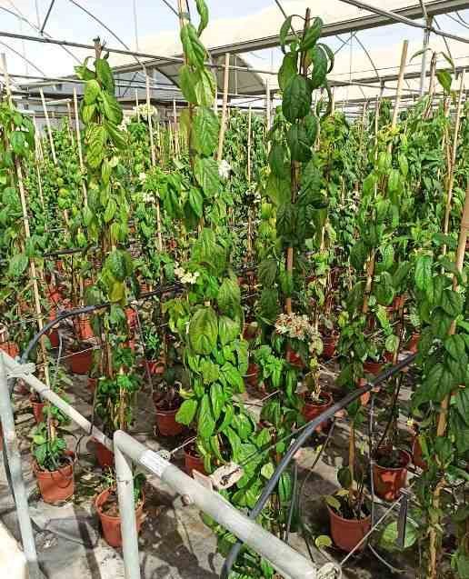 Jardin Tropic - Clerodendrum thomsoniae 5 l 160-180 cm