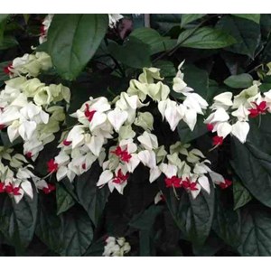 Clerodendrum thomsoniae 5 l 160-180 cm