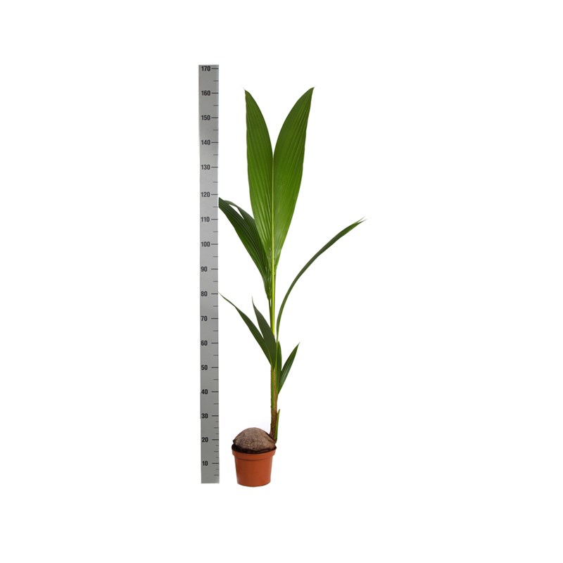 Cocos nuciferavéritable cocotier 4 l 140-160 cm