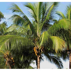 Cocos nuciferavéritable cocotier 4 l 140-160 cm