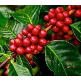Coffea arabicacaféier 25 l 100-125 cm