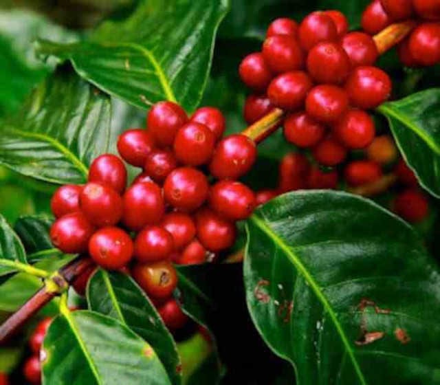 Coffea arabicacaféier 25 l 100-125 cm
